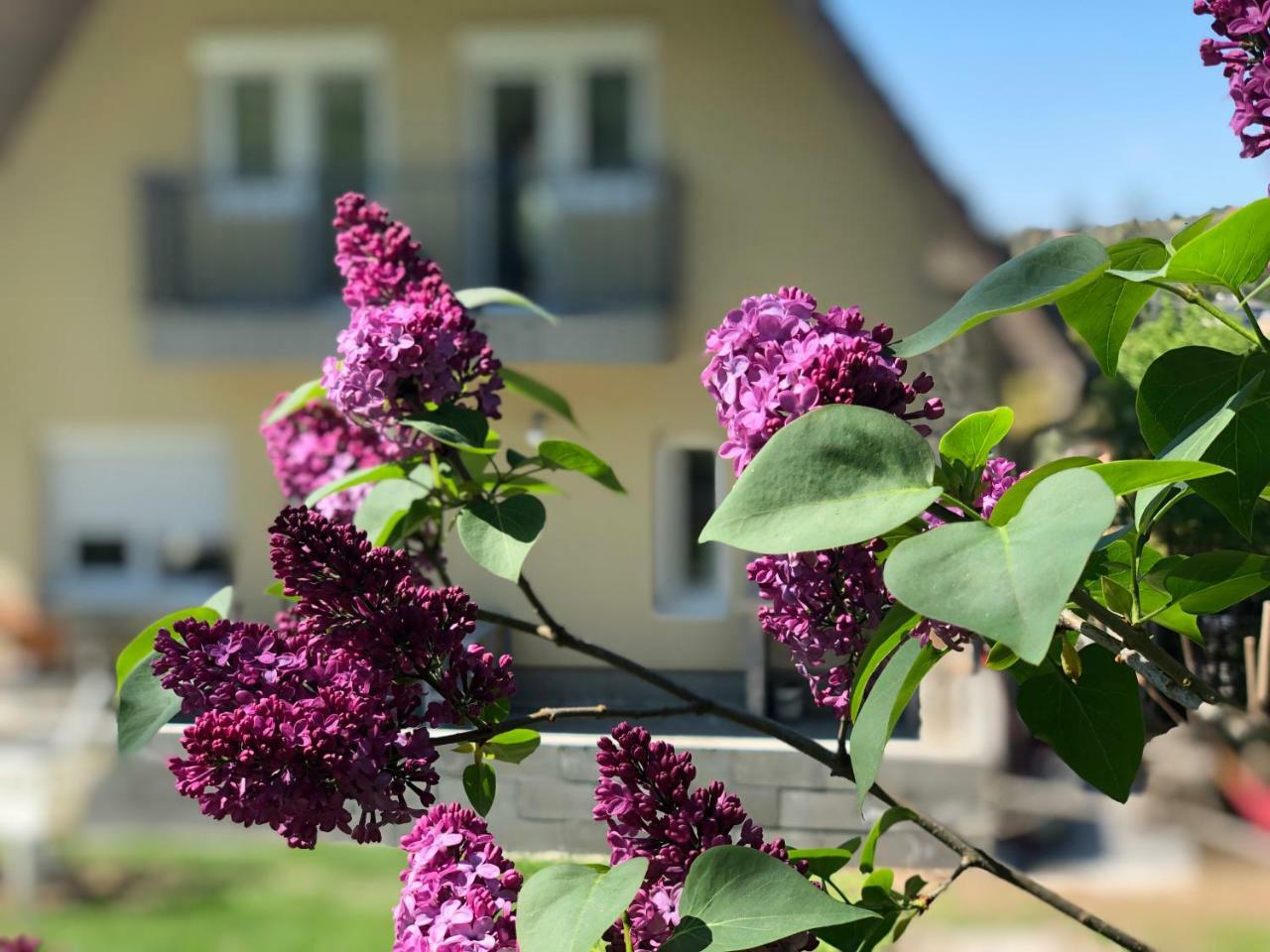 Juno Apartman Vendégház Miskolc Extérieur photo